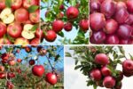 Apple Import Trends: Countries That Buy the Most