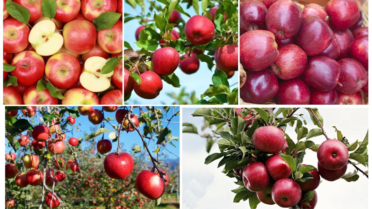 Apple Import Trends: Countries That Buy the Most