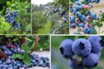 Blueberry Production Trends: Global Ranking