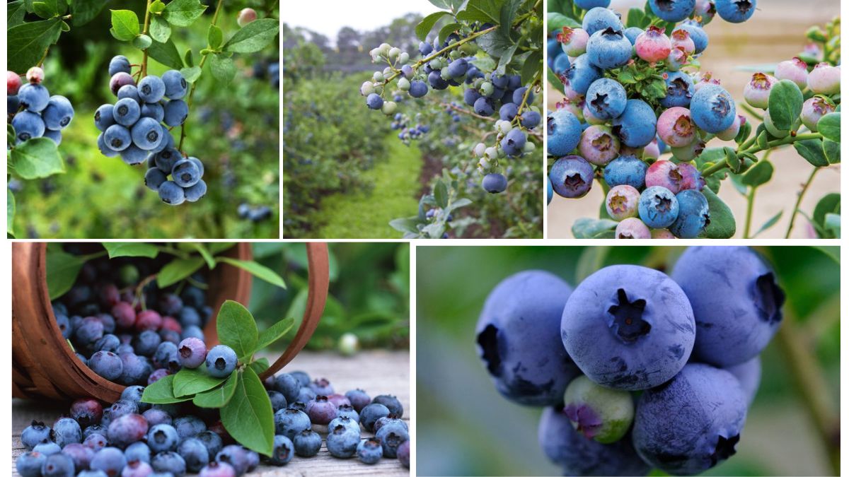 Blueberry Production Trends: Global Ranking