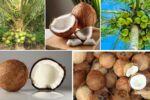 Which Country Produces the Most Coconuts?