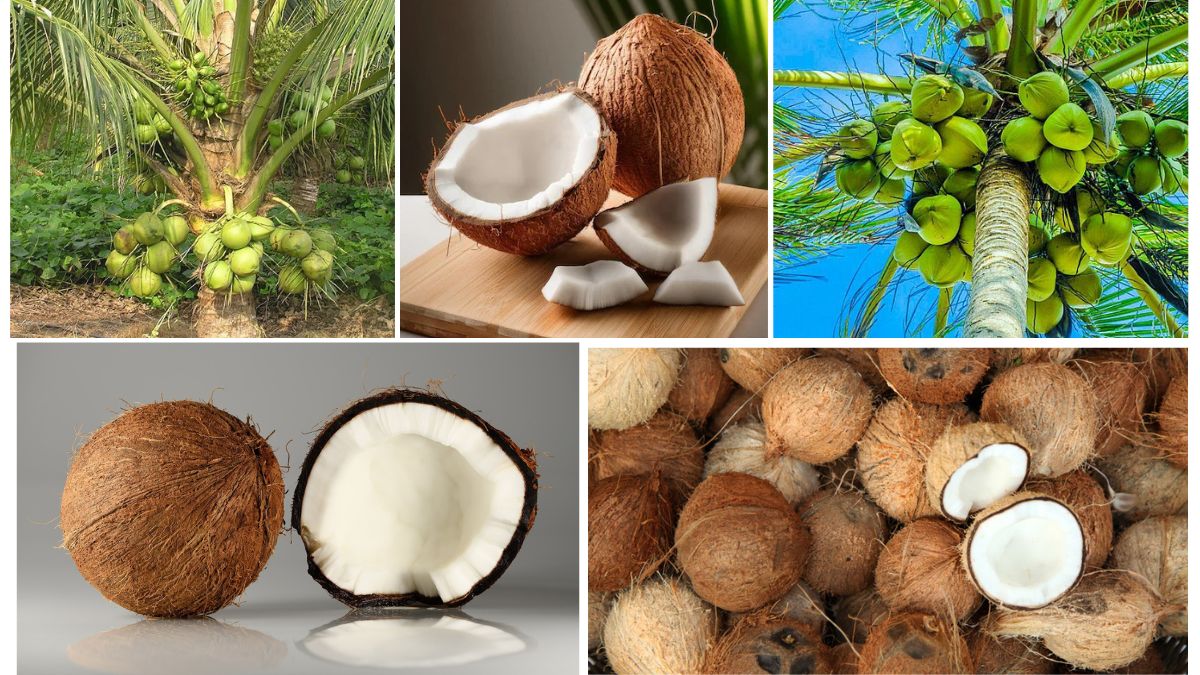 Which Country Produces the Most Coconuts?