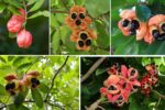 Who’s the Leading Ackee Producer Globally?
