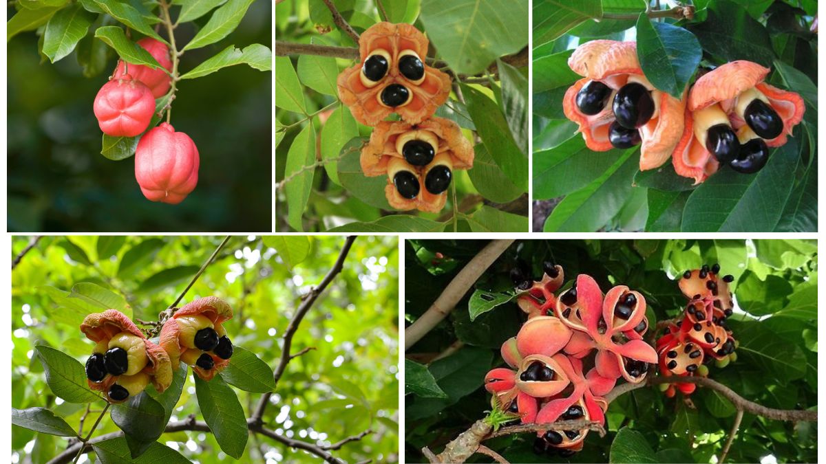 Who’s the Leading Ackee Producer Globally?