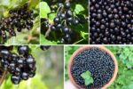 Blackcurrant Farming: Top Nations by Yield