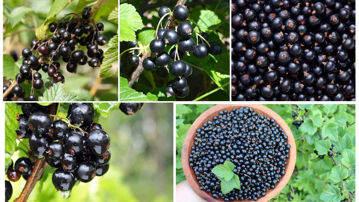 Blackcurrant Farming: Top Nations by Yield
