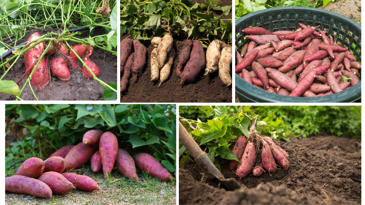 How to Plant Sweet Potatoes for a Healthy Home Harvest