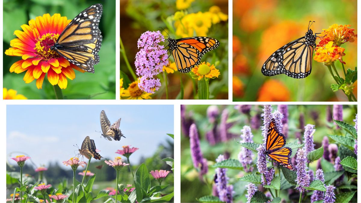 How Can You Make Your Garden More Butterfly-Friendly