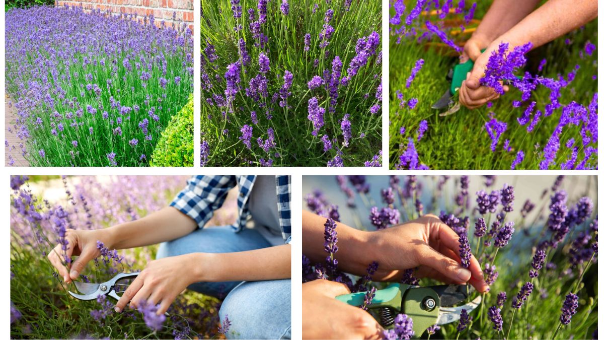 What Is the Best Time to Prune Lavender