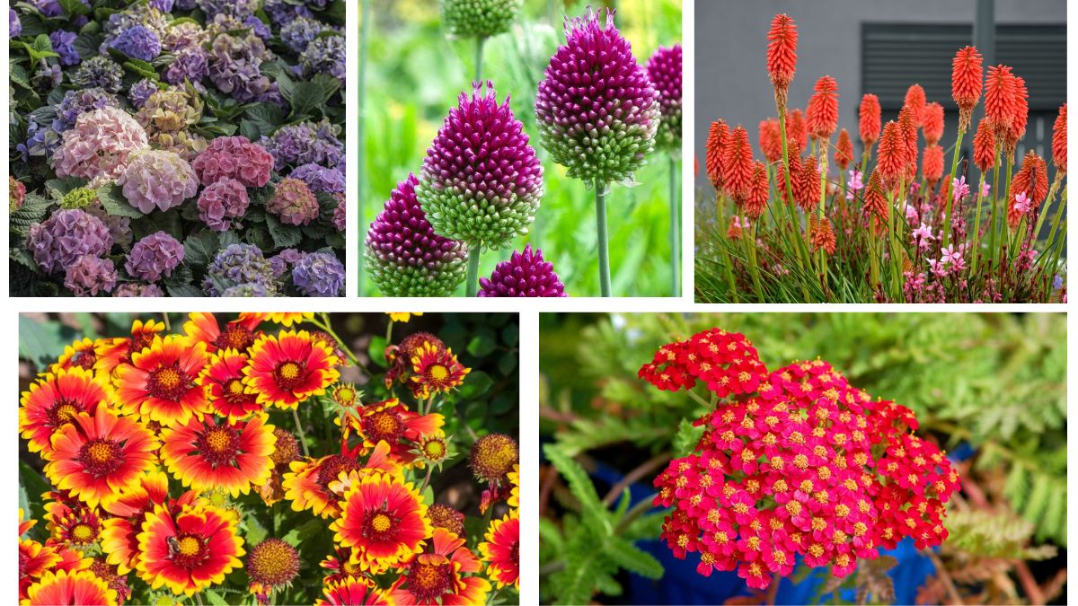 When Do Most Perennials Bloom?