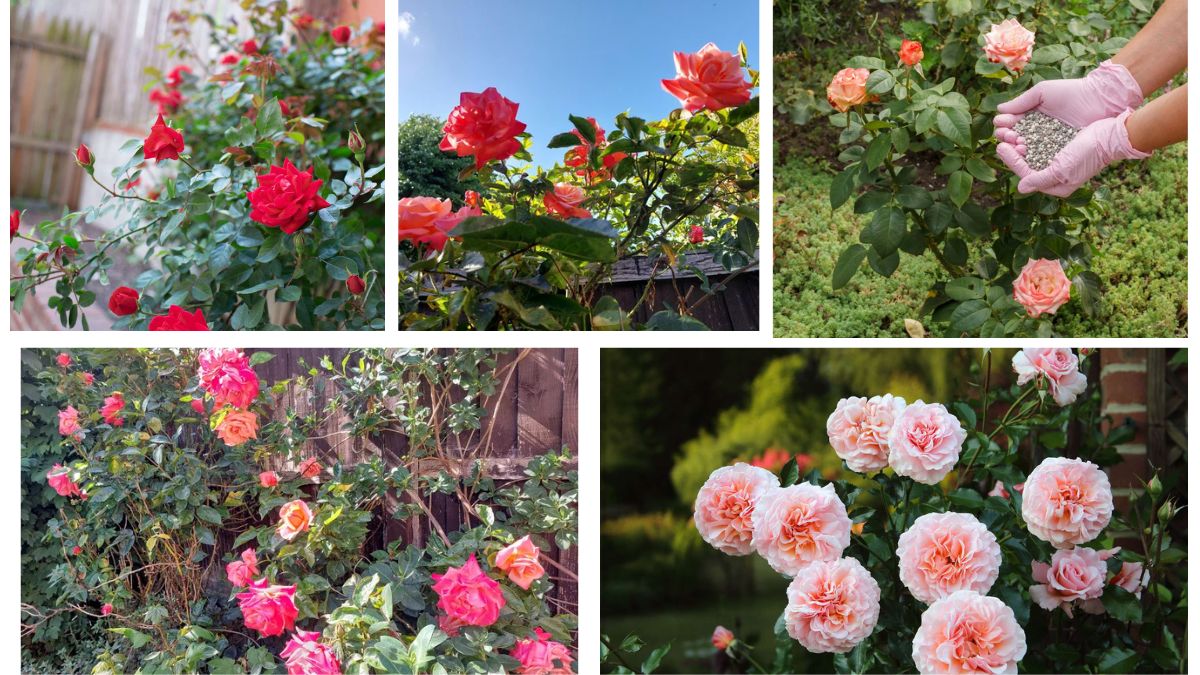Where Can You Source Organic Rose Fertilizers?