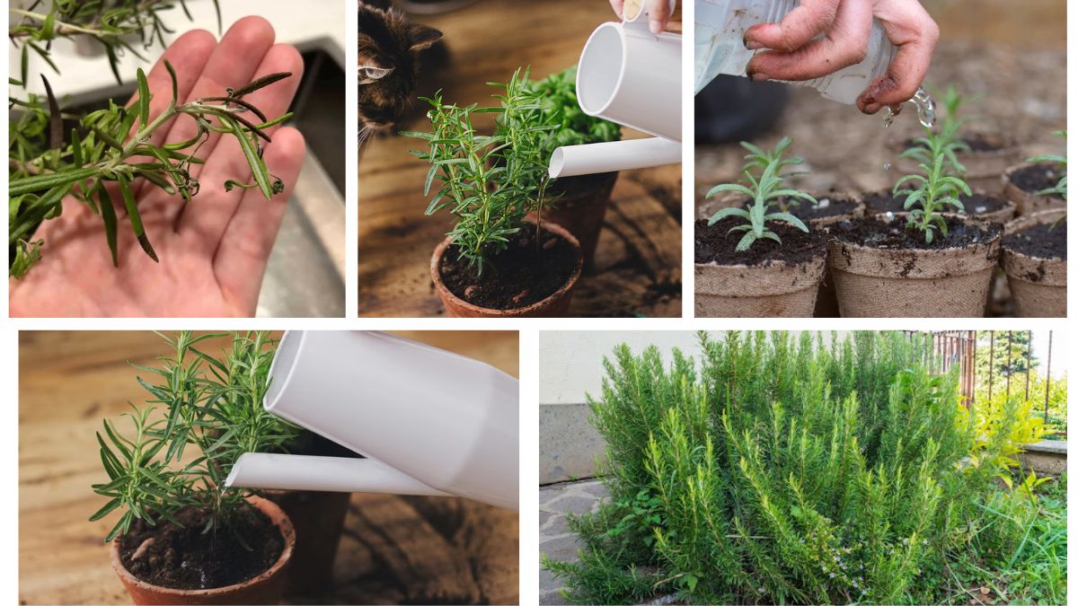 How Often Should You Water a Rosemary Plant