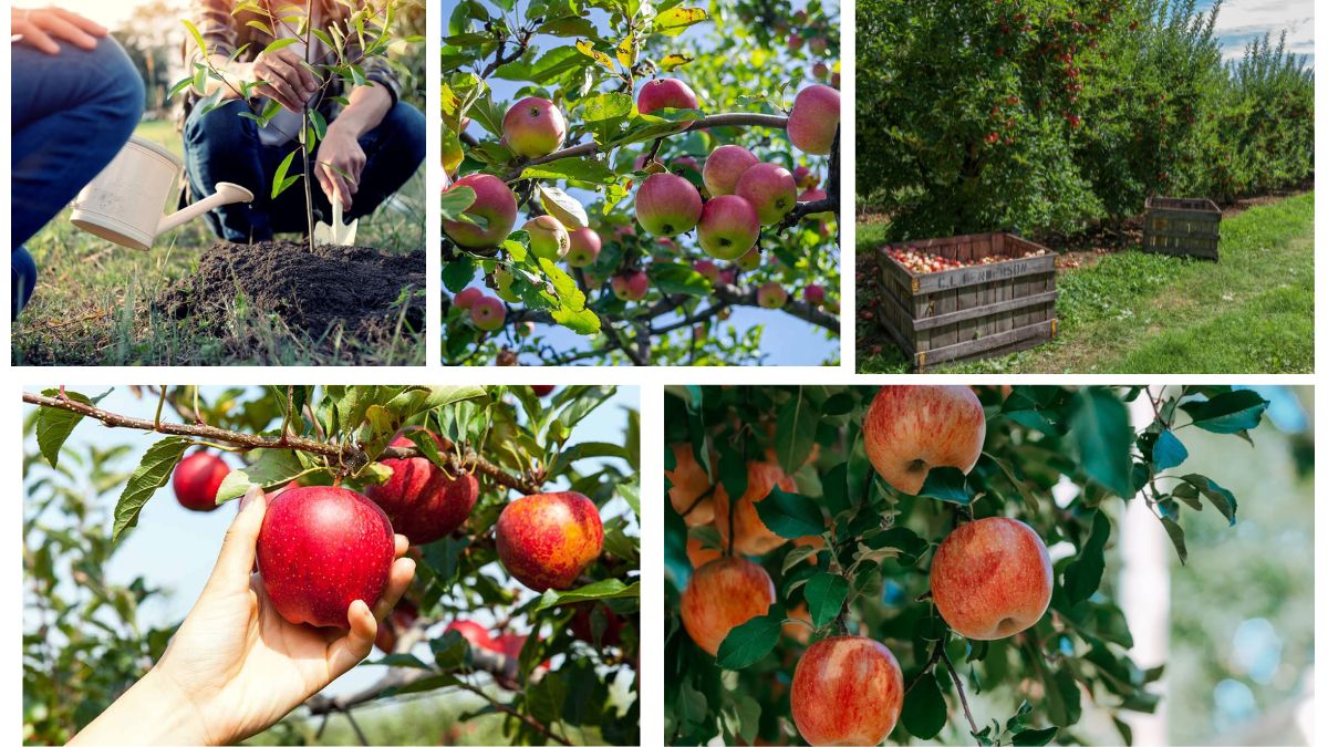 How Often Should You Water an Apple Tree