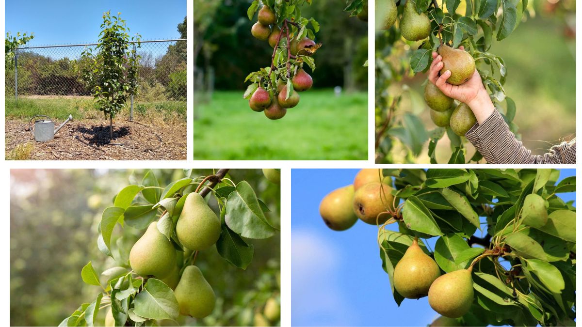 How Often Should You Water a Pear Tree