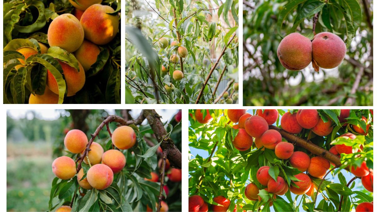 How Often Should You Water a Peach Tree