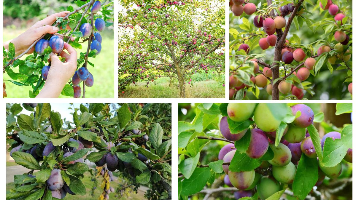 How Often Should You Water a Plum Tree
