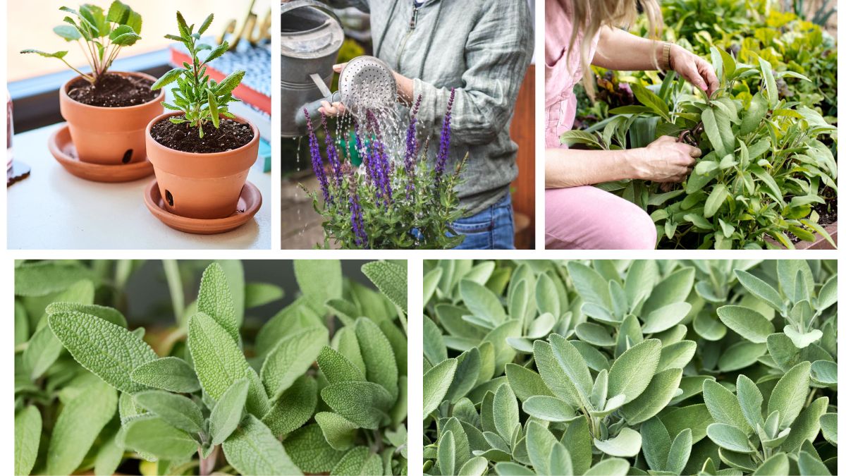 How Often Should You Water a Sage Plant