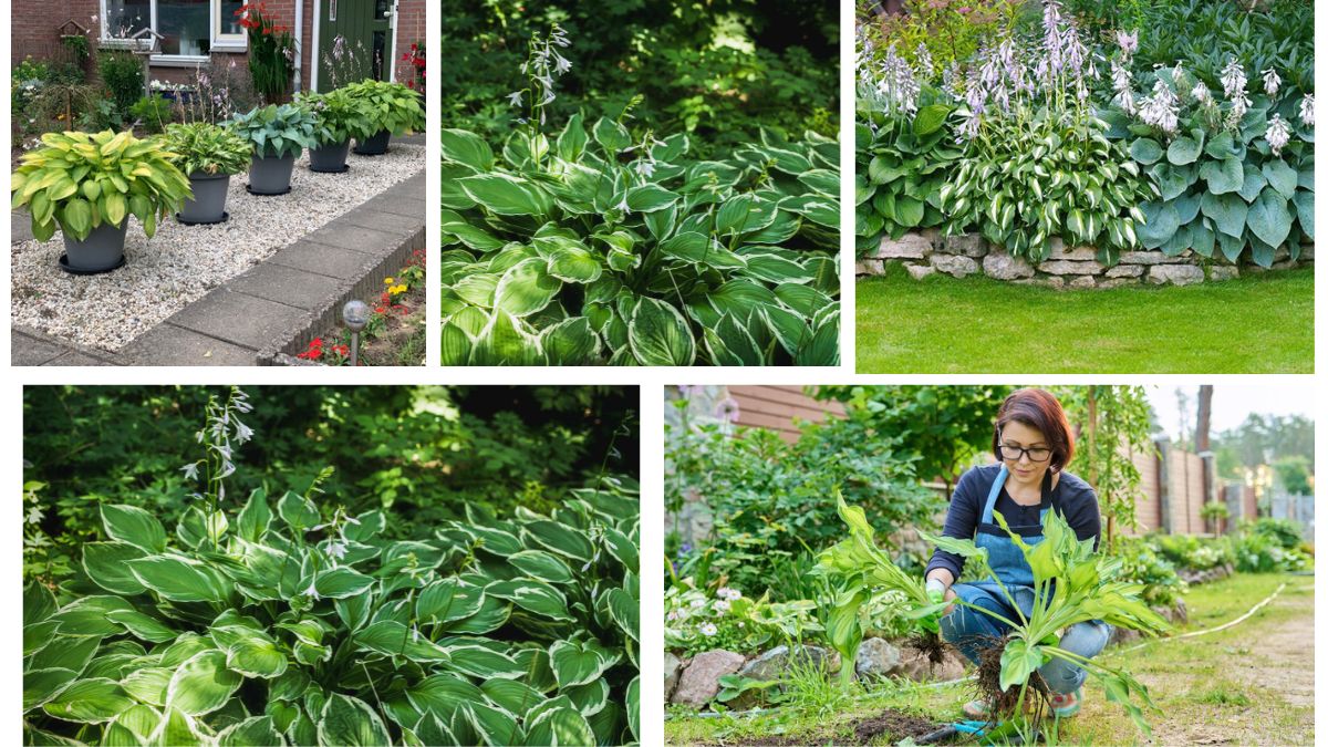 Where Can You Plant Hostas for Best Results?