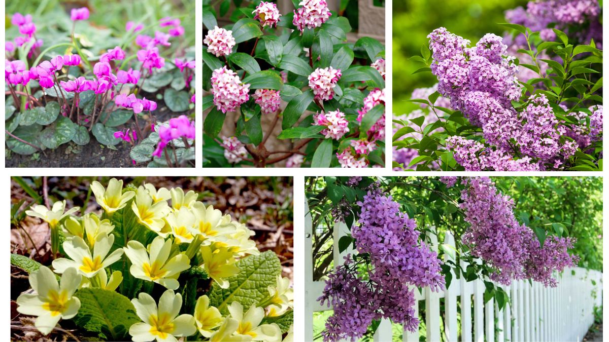 Which Shrubs Bloom in Winter?