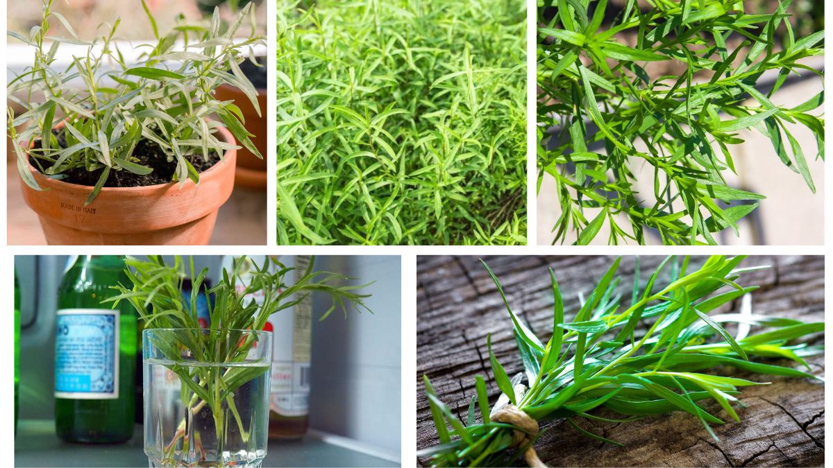 How Often Should You Water a Tarragon