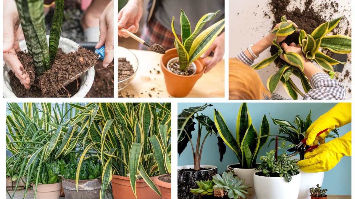 What Is the Best Soil Mix for Snake Plants?