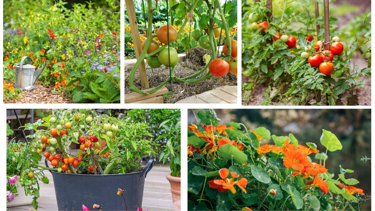 Why Should You Grow Nasturtiums With Tomatoes?