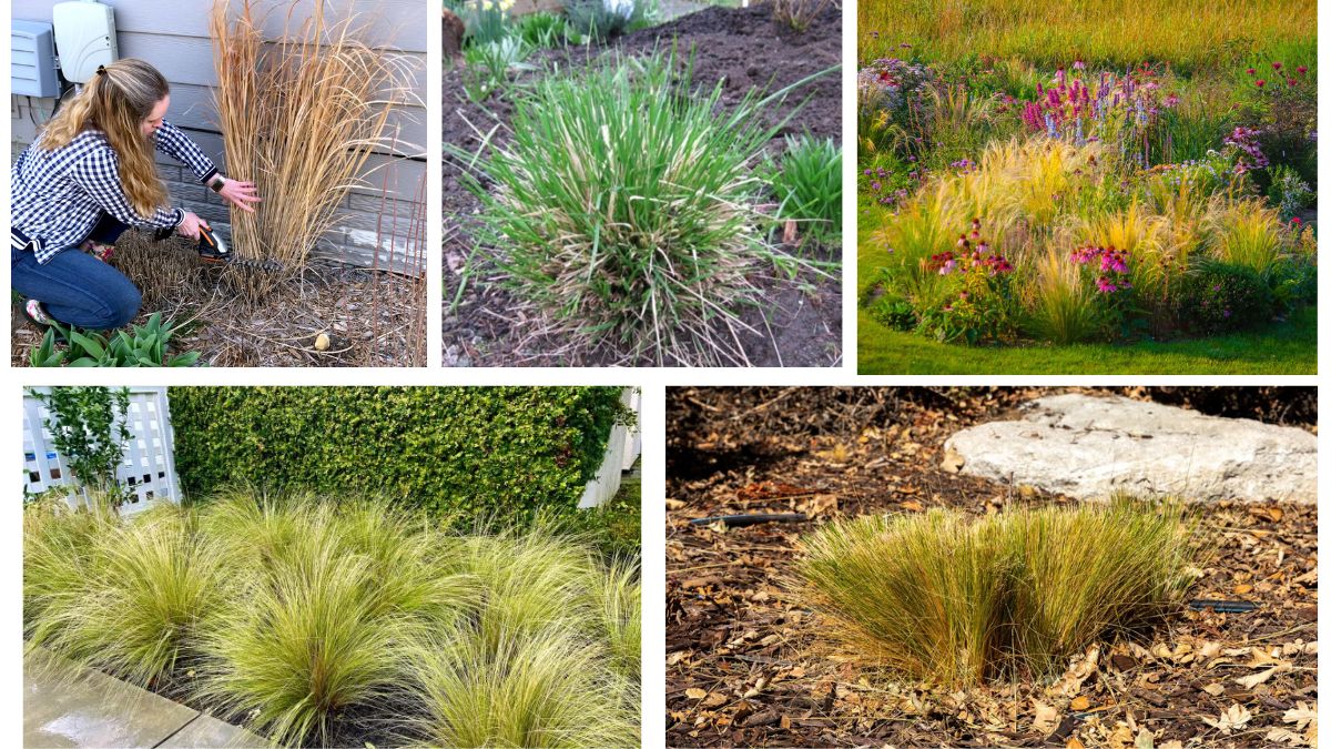 When Should You Trim Back Ornamental Grasses?