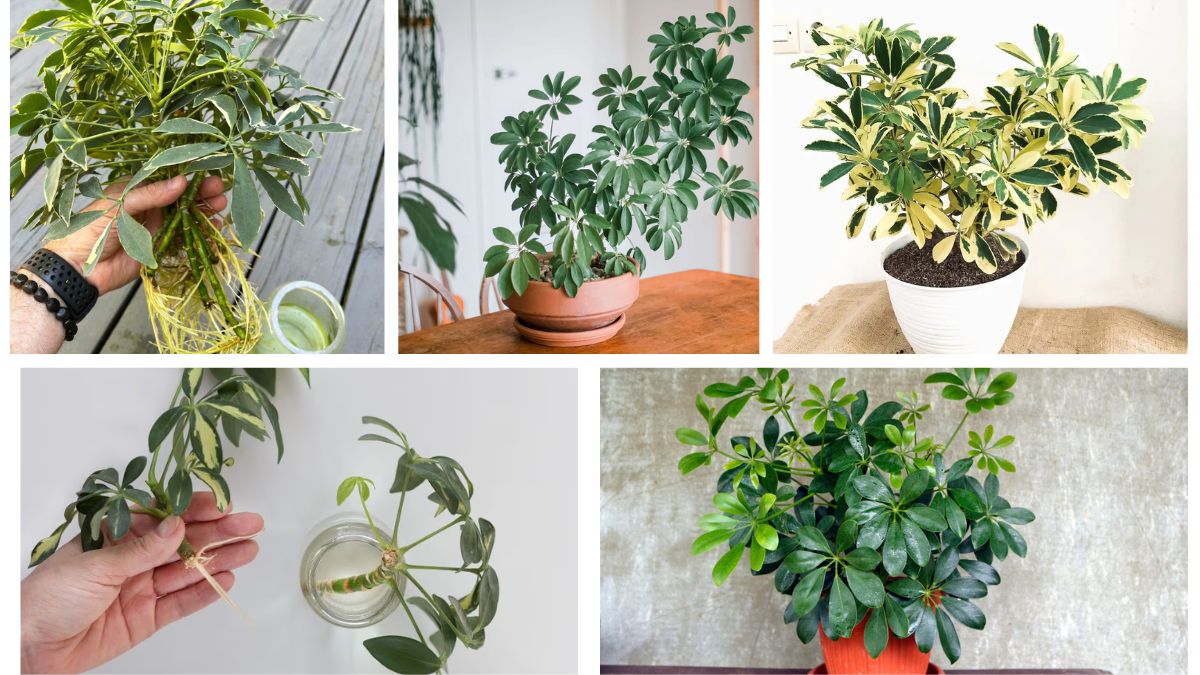 How Often Should You Water an Umbrella Plant