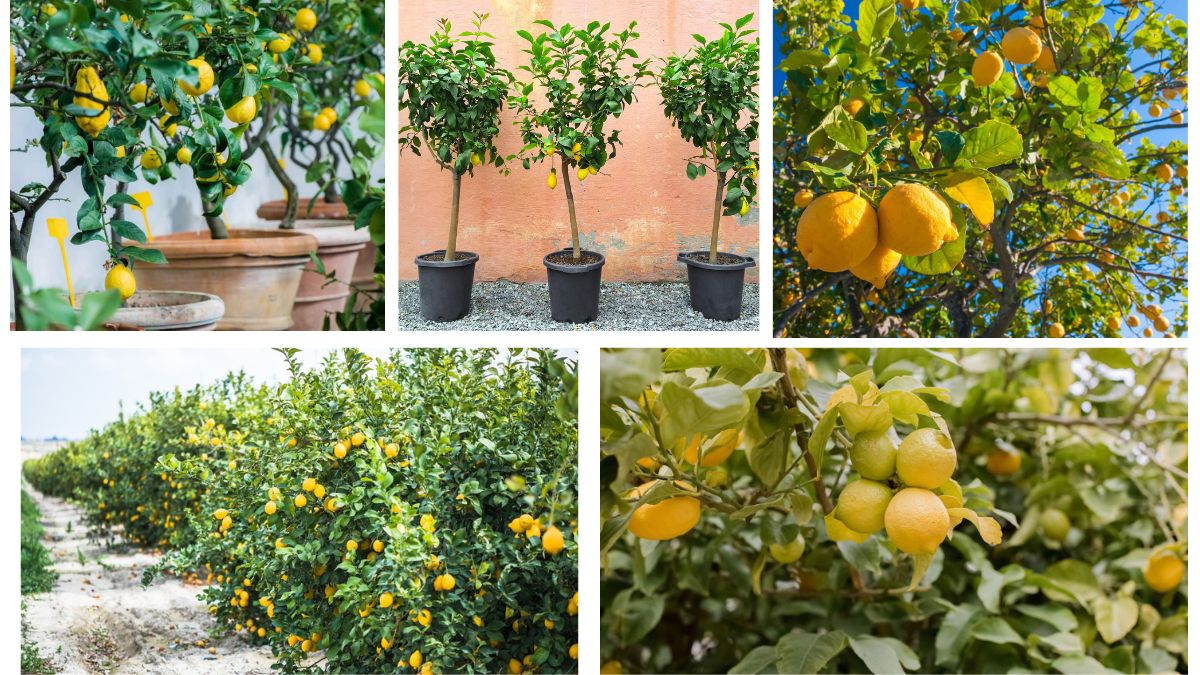 Where Do Lemon Trees Grow Best?
