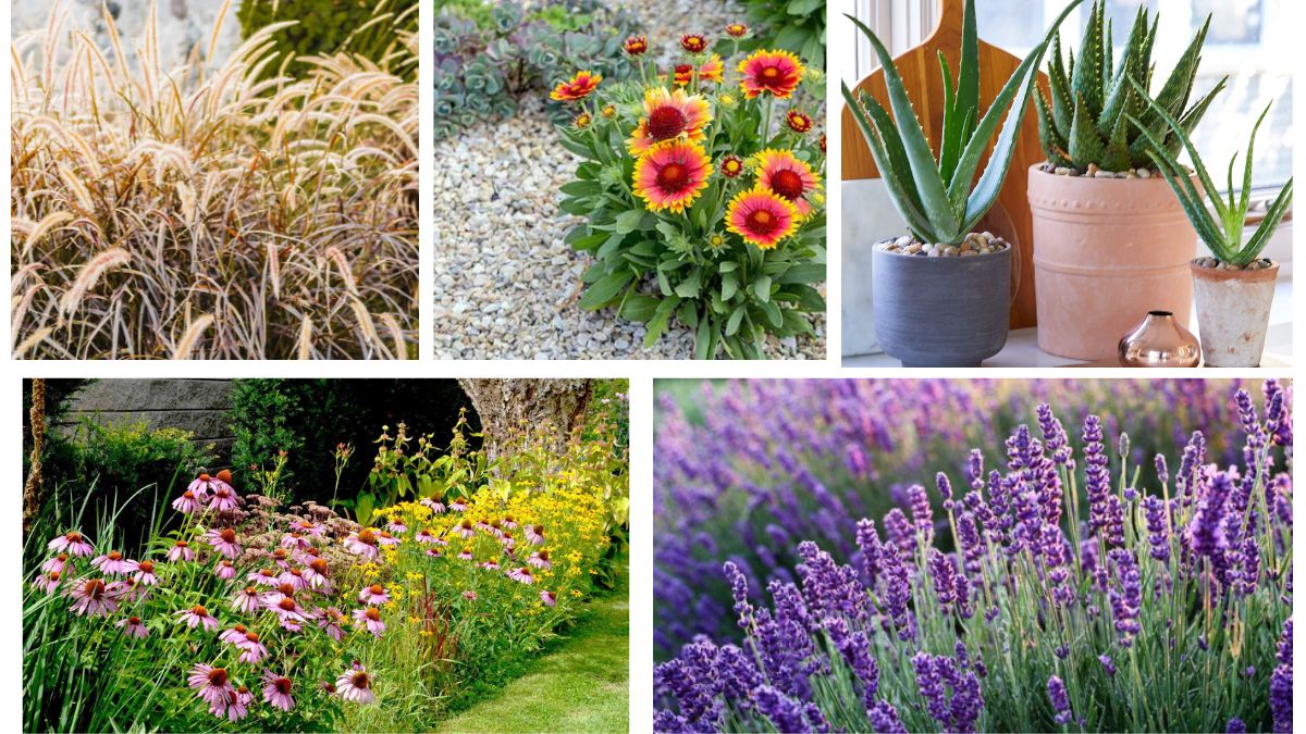 Which Drought-Tolerant Plants Are Perfect for Beginners?