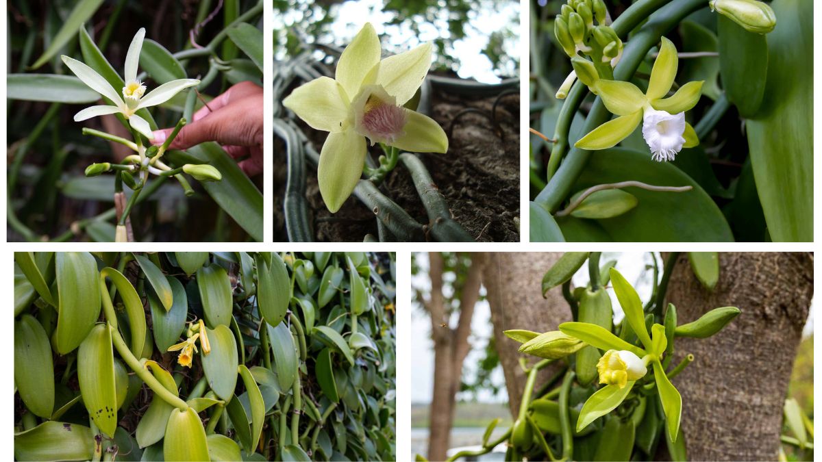 How Often Should You Water a Vanilla Orchid