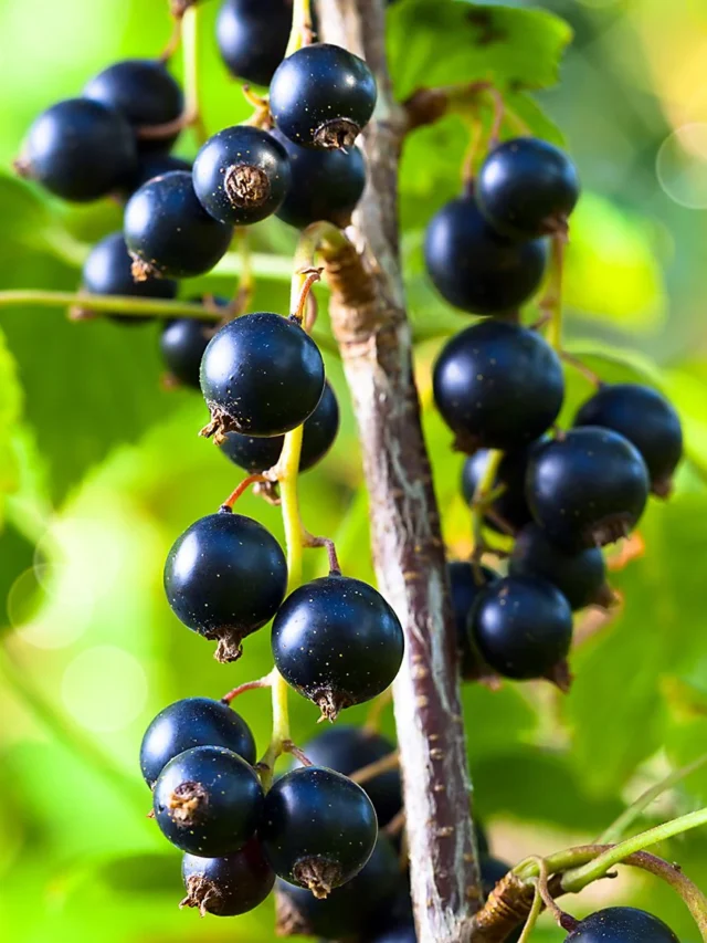 black-currant-wcub_f054cac9-a6de-4283-9944-7a4365ab5992