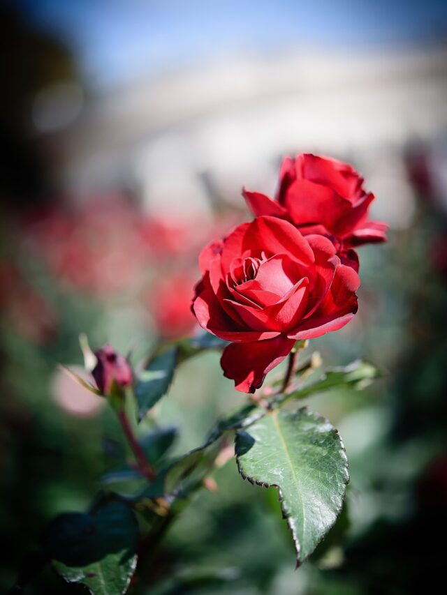 flowers-2881882_1280