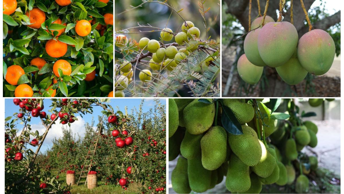 Most Profitable Fruits for Export Farming