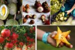 Why Some Fruits Grow Better in Certain Countries