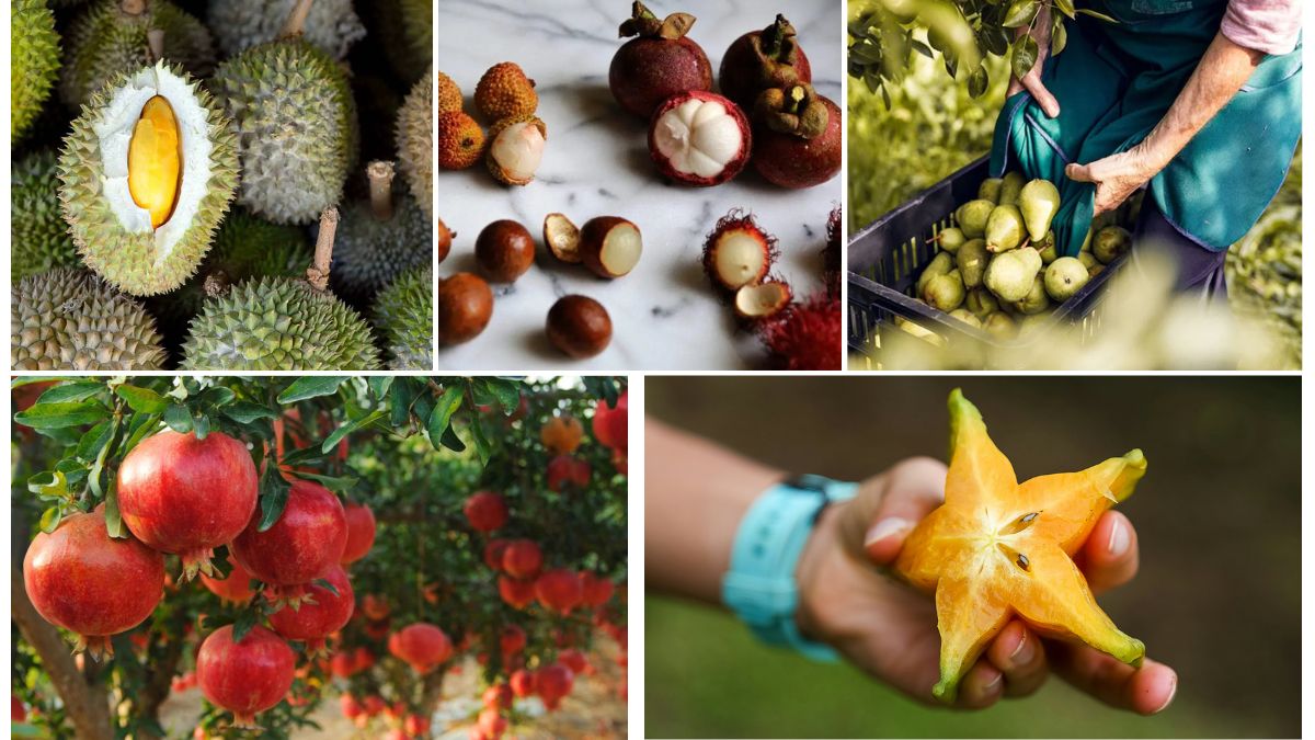 Why Some Fruits Grow Better in Certain Countries