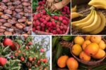 History of Fruit Cultivation in Tropical Nations