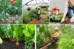 The Science of Soil and Plant Compatibility