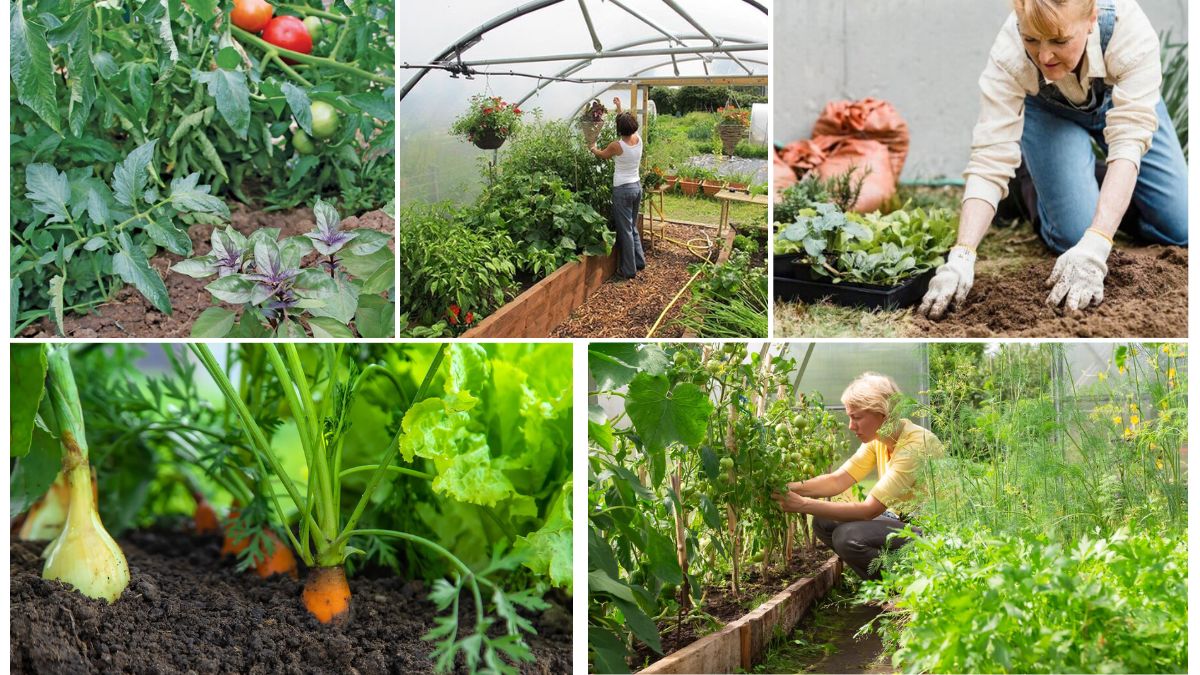 The Science of Soil and Plant Compatibility