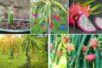 Balcony Gardening: Dragon Fruit Edition
