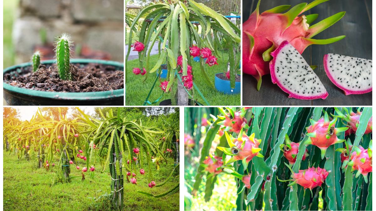 Balcony Gardening: Dragon Fruit Edition