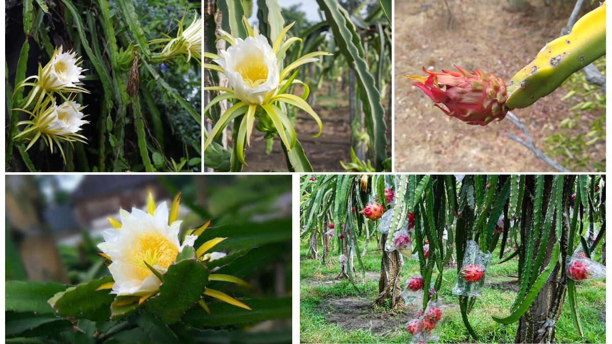 Everything You Need to Know About Dragon Fruit Pollination