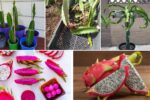 How to Grow Dragon Fruit from Cuttings at Home