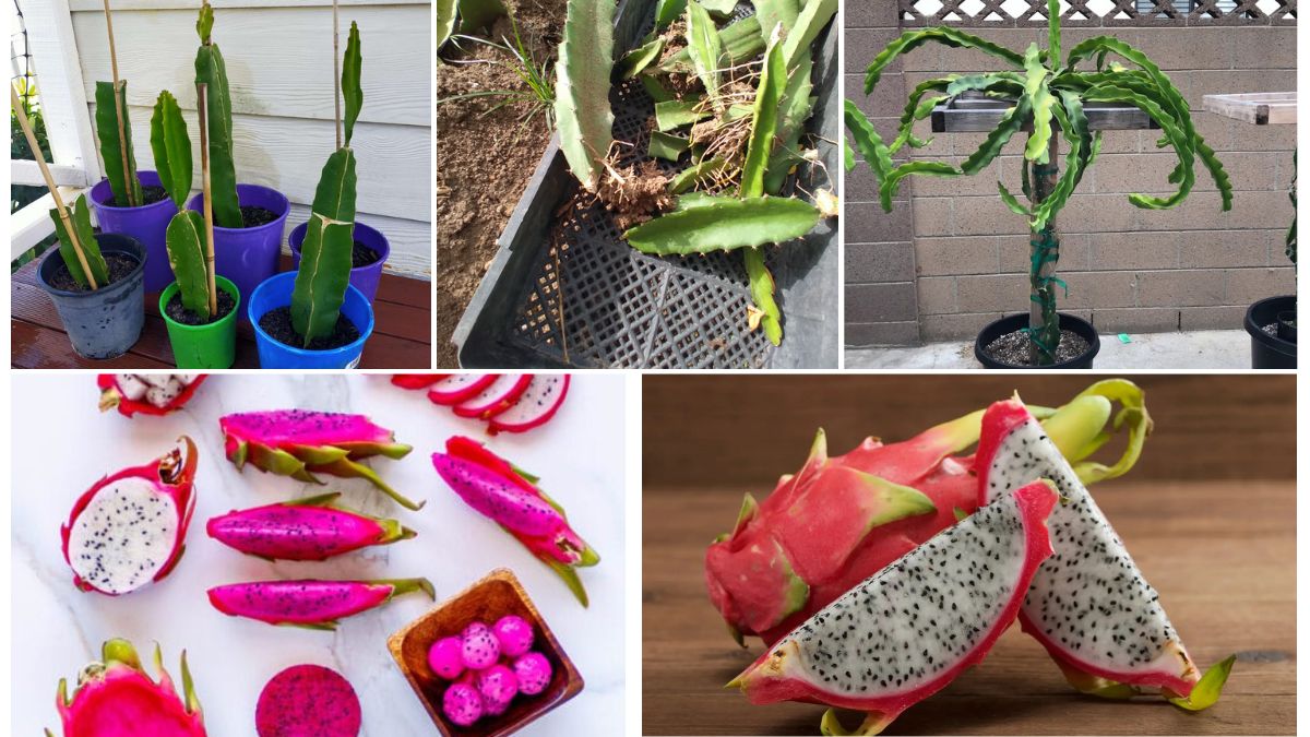 How to Grow Dragon Fruit from Cuttings at Home