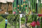 Best Fertilizers for Dragon Fruit Plants