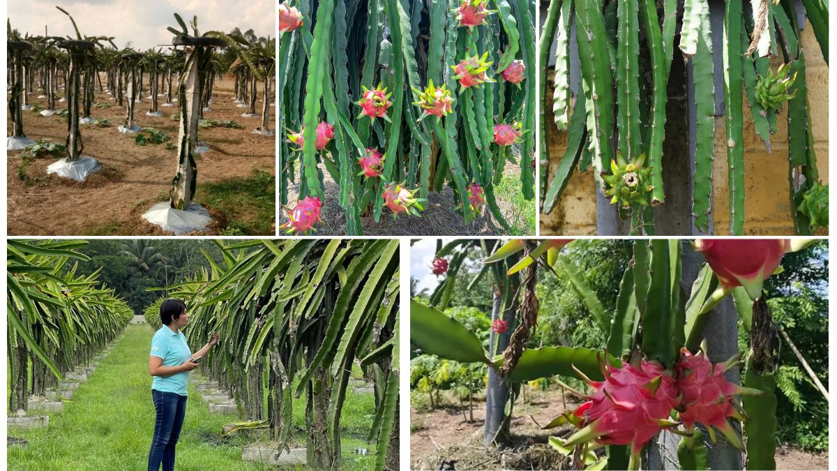 Best Fertilizers for Dragon Fruit Plants