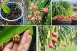 Dragon Fruit Growth Stages: What to Expect