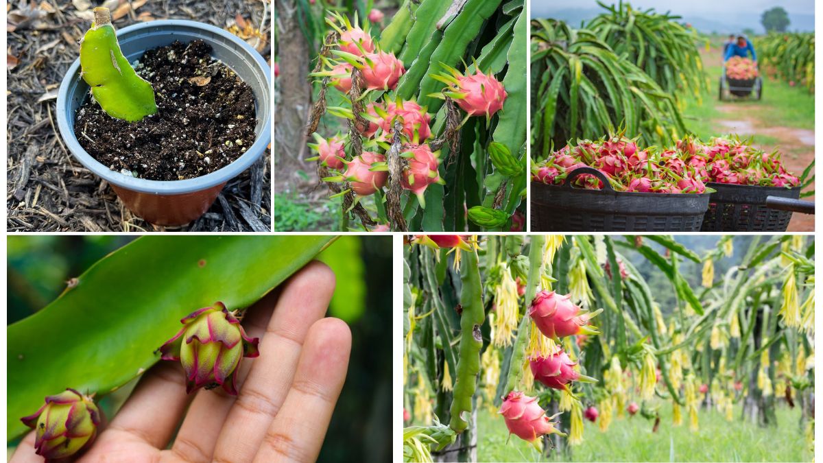 Dragon Fruit Growth Stages: What to Expect