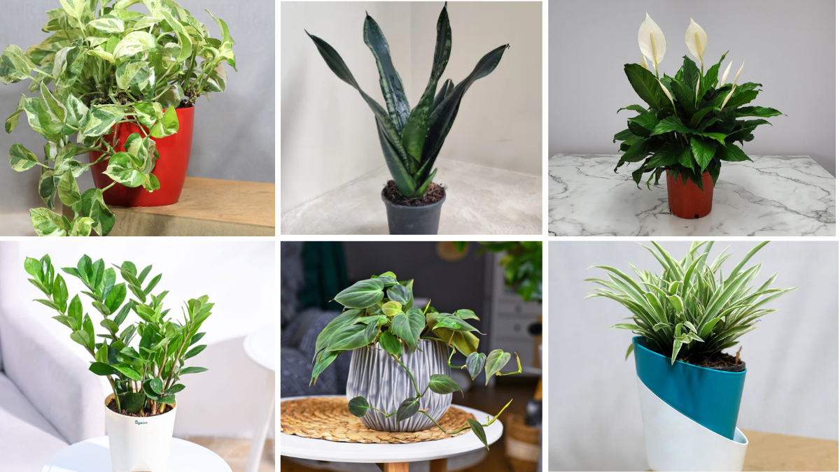 6 Low-Maintenance Self-Watering Houseplants