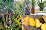 Best Fertilizers for Pineapple Plant Success